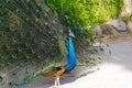 A beautiful male peacock with expanded feathers. Royalty Free Stock Photo