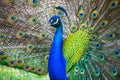 A beautiful male peacock with expanded feathers Royalty Free Stock Photo