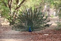 Beautiful male peacock with expanded feathers Royalty Free Stock Photo