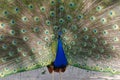 A beautiful male peacock with expanded feathers. Royalty Free Stock Photo