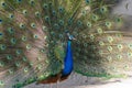 A beautiful male peacock with expanded feathers. Royalty Free Stock Photo