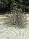 A beautiful male peacock with expanded feathers Royalty Free Stock Photo