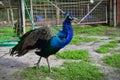 Beautiful male peacock Royalty Free Stock Photo