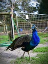 Beautiful male peacock Royalty Free Stock Photo