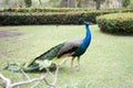 Beautiful male peacock with feathers in park Royalty Free Stock Photo