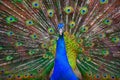 A beautiful male peacock fluffed a colorful multicolored tail. Mating dance of a bird or courtship of a female