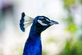 A beautiful male peacock head (Animal close up portrait Royalty Free Stock Photo