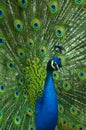 A beautiful male peacock impresses a female with his vibrant tail and smooth moves Royalty Free Stock Photo