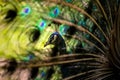 A beautiful male peacock impresses a female with his vibrant tail and smooth moves while showing his feathers Royalty Free Stock Photo