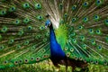 A beautiful male peacock impresses a female with his vibrant tail and smooth moves while showing his feathers Royalty Free Stock Photo