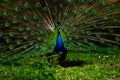 A beautiful male peacock impresses a female with his vibrant tail and smooth moves while showing his feathers Royalty Free Stock Photo