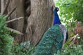 Beautiful male peacock with its enchanting multicolored feathers in green park Royalty Free Stock Photo