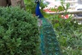 Beautiful male peacock with its enchanting multicolored feathers in green park Royalty Free Stock Photo