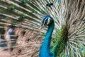 Beautiful male peacock show off and display his stunning feather Royalty Free Stock Photo