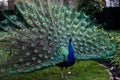 A beautiful male peacock showing its wheel Royalty Free Stock Photo