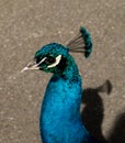 A beautiful male peacock showing its wheel Royalty Free Stock Photo