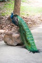 Beautiful male peacock standing on the big rock Royalty Free Stock Photo