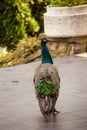 Beautiful male peacock walk in patio garden day shot Royalty Free Stock Photo