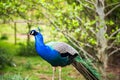 Beautiful male peacock Royalty Free Stock Photo