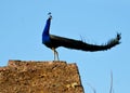 Beautiful male peafowl (peacock) bird Royalty Free Stock Photo