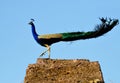 Beautiful male peafowl (peacock) bird Royalty Free Stock Photo