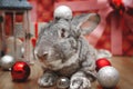 A beautiful male rabbit of the Belgian Giant breed lies among Christmas decorations and presents with a surprise for Christmas