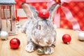 A beautiful male rabbit of the Belgian Giant breed lies among Christmas decorations and presents with a surprise for Christmas