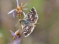 Red-underwing skipper butterfly sitting on a flower