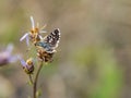 Red-underwing skipper butterfly sitting on a flower