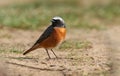 A beautiful male Redstart, Phoenicurus phoenicurus, hunting on the ground for insects to eat.