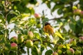 A beautiful male redstart sitting in an apple tree in a late summer.
