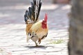 Beautiful male roosters walk on the decorated brick floor in the outdoor garden.