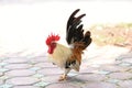 Beautiful male roosters walk on the decorated brick floor in the outdoor garden.