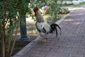 Beautiful male roosters walk on the decorated brick floor in the outdoor garden