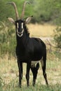 Beautiful male Sable antelope, Hippotragus niger, Hwange National Park, Zimbabwe Royalty Free Stock Photo