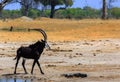Beautiful male sable antelope walking across the dry arid plains in Hwange National Park