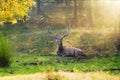 Beautiful male sambar Rusa unicolor deer resting in the Ranthambore National Park, Rajasthan, India.