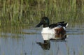 A beautiful male Shoveler Duck, Anas clypeata, swimming in a river.