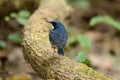 Male Siberian Blue Robin Luscinia cyane Royalty Free Stock Photo