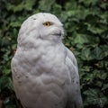Snowy owl Nyctea scandiaca - male