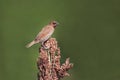 Beautiful male spotted munia bird on crop