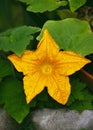 Beautiful male squash yellow flower with leaves. Organic vegetable flowers blossom growth in garden. Royalty Free Stock Photo