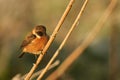A beautiful male Stonechat, Saxicola rubicola, perching on a frost covered reed, at first light on a cold, foggy, frosty morning. Royalty Free Stock Photo