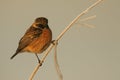 A beautiful male Stonechat, Saxicola rubicola, perching on a frost covered reed, at first light on a cold, foggy, frosty morning. Royalty Free Stock Photo