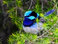 Beautiful male Superb fairy wren bird in the tree