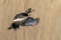 Beautiful male Tufted Duck Anatidae in flight.