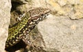 A beautiful male Wall Lizard Podarcis muralis poking its head out of a stone wall. Royalty Free Stock Photo