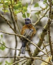 Male Western Bluebird