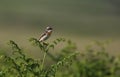 A beautiful male Whinchat, Saxicola rubetra, perched on bracken singing and displaying.