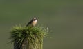 A beautiful male Whinchat, Saxicola rubetra, perched on a post covered in grass.